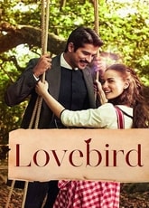 Love Bird 1
